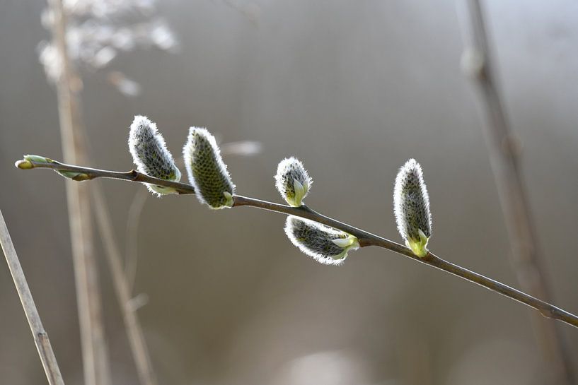 Knoppen wilg par Mike Bos
