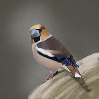 Kernbeißer auf Ast, Waldvogel