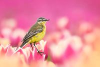 Bird in tulip field