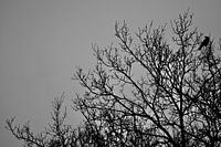 Corbeau noir dans un arbre dénudé