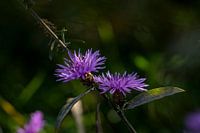 Blumen im Herbstlicht