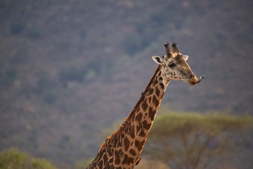 Girafe portrait, avec langue, Afrique Kenya par Fotos by Jan Wehnert