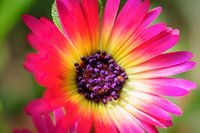 Macro de daisy espagnol en rose jaune