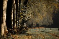 a forest path in autumn