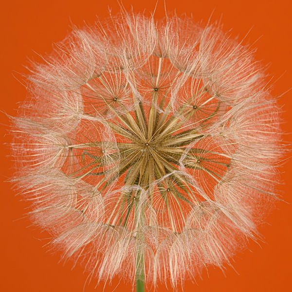 Orange... With a morning star (Tragopogon) by Marjolijn van den Berg