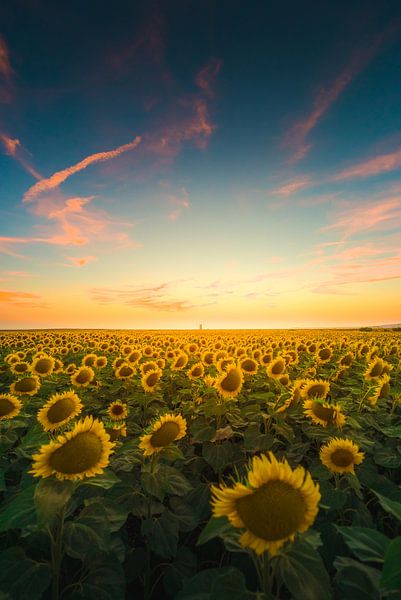 Tournesols au coucher du soleil par Andy Troy