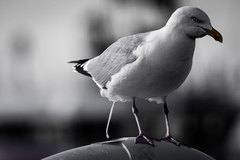 Merde, je n'ai pas fermé la porte des toilettes. par Erwin van Eekhout