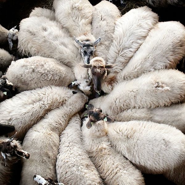 Fleur de laine par Riekus Reinders