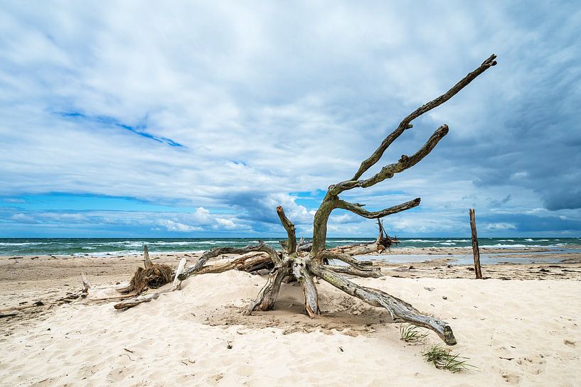 Tronc d'arbre sur la plage ouest du Fischland-Darß par Rico Ködder