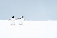 Two Gentoo penguins