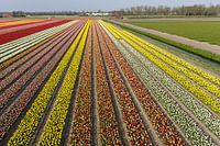 Bollenvelden in bloei bij Lisse (tulpen)