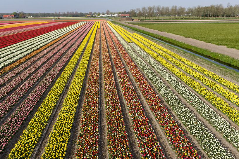 Bollenvelden in bloei bij Lisse (tulpen) par Hans Elbers