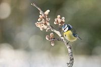 Blue tit is winter