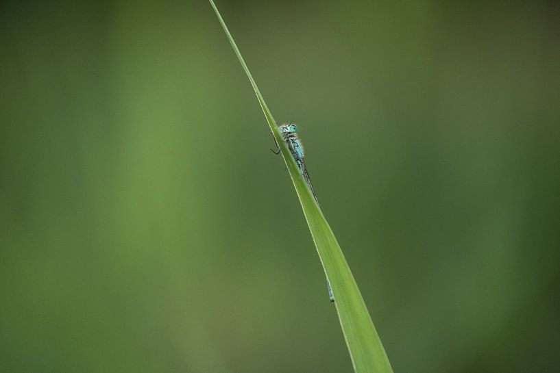 Little girl hanging on a blade of grass by Moetwil en van Dijk - Fotografie