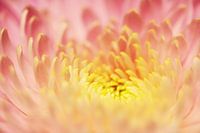 Macro Photo of Flower, Abstract Photo