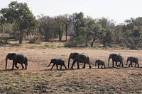 Family of elephants on their way to the river.