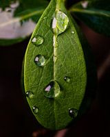 Goutte de pluie sur une feuille (Macro, vertical)