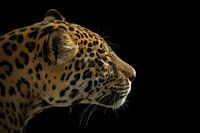 Portrait of a panther