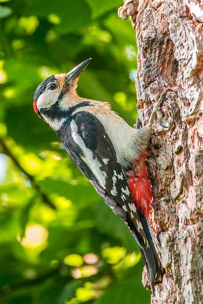 Great Spotted Woodpecker on a tree during springtime by Sjoerd van der Wal Photography