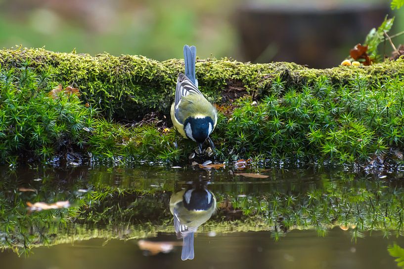 Blue Tit by Stephan Scheffer