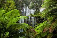 Mooiste waterval - Russell Falls - Tasmanië - Australië - Mount Field National Park