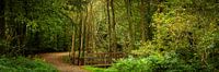 Bospad met bruggetje in de herfst (panoramafoto, HR)