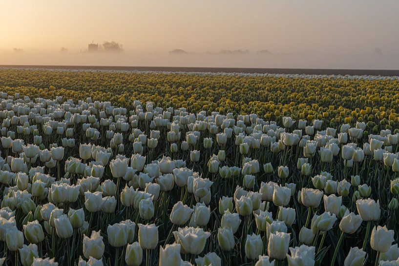 tulipes blanches à archwoods par peterheinspictures