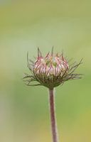 Carotte sauvage I - Daucus carota