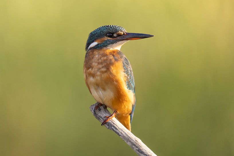 Martin-pêcheur, Alcedo atthis par Gert Hilbink
