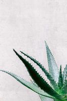 Aloe Vera succulent at grey wall