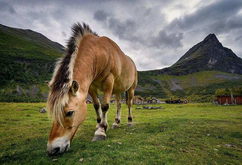 Chevaux au pâturage à Romedalen, Norvège par qtx