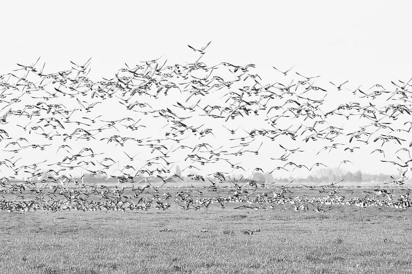 Vögel (Birds) von Yvonne Blokland