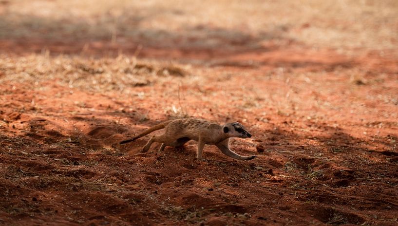 Suricates dans le Kalahari en Namibie, Afrique par Patrick Groß
