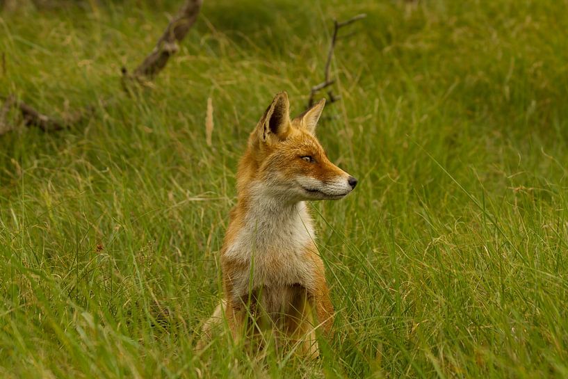 Vigilant fox by Wim Brauns