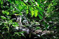 Observation des singes en Malaisie