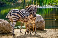Zebra mit Jungen