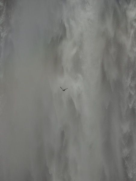 Pétrel par fb-fotografie