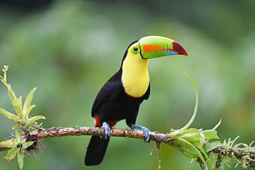 Birds of Costa Rica: Keel-billed Toucan by Rini Kools