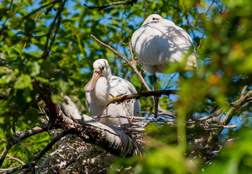 Jeune Spooner par Merijn Loch