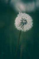 Pissenlit - Pissenlit