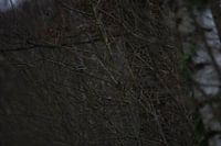 Koolmeesje in de winter