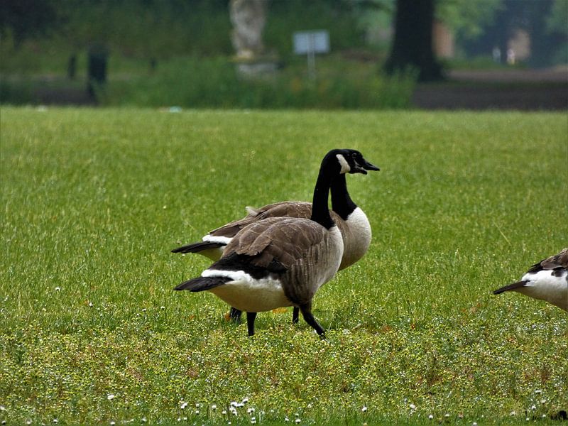 Ganzen op de Koewei Barneveld by Veluws