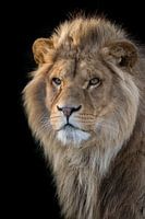 Portrait de lion