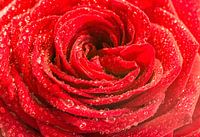 Rote Rose