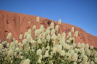 Witte Bloemen Ayers Rock 