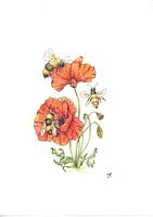 ein Besuch bei der Mohnblume