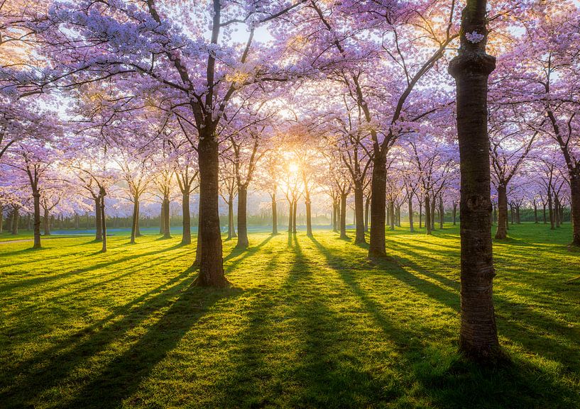 Blossom by Thijs Friederich