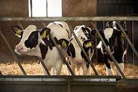 Kälber im Stall