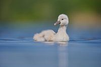 Donzy.nl - Junger Schwan vor einem hellen Hintergrund.