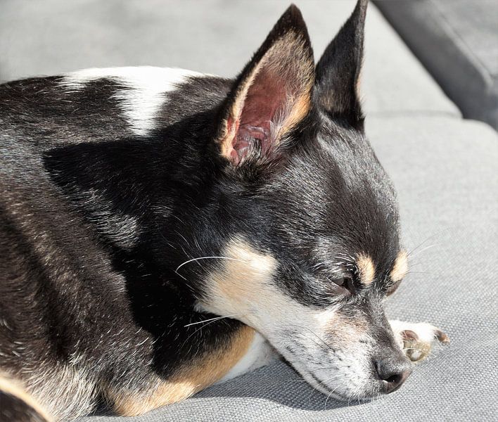 Chihuahua von Amanda Lieberwirth